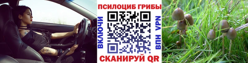 Купить  Каневская  Псилоцибиновые грибы мицелий 